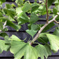 Ginkgo biloba | Maidenhair Tree - 250-300cm, 50lt
