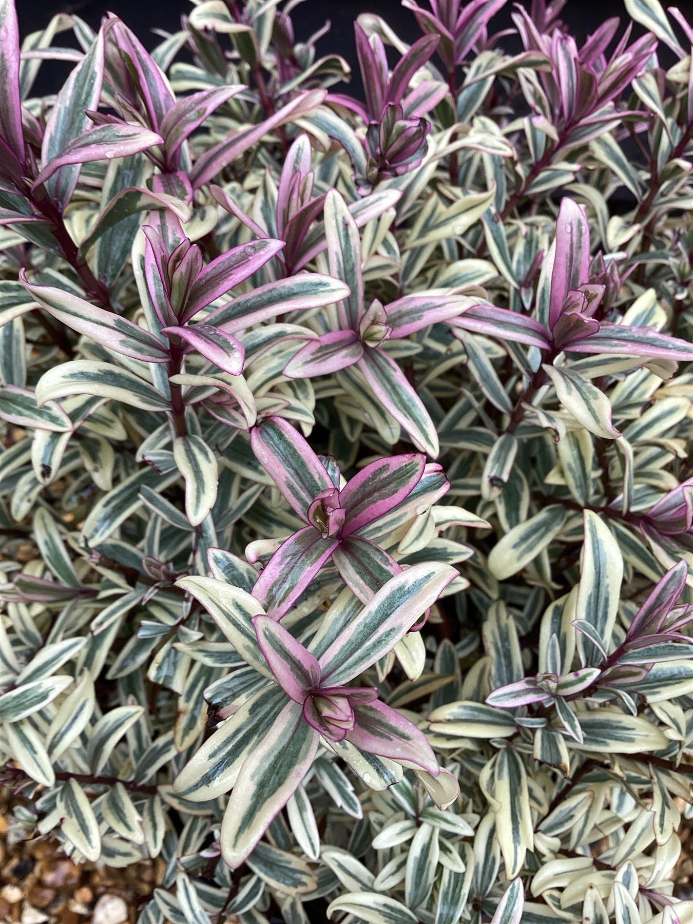 Hebe 'Heartbreaker' - 50-60cm, 5lt