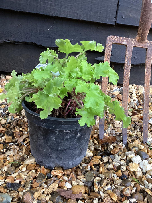 Heuchera 'Lime Marmalade' - 30-40cm, 5lt