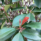 Photinia Red Robin | Christmas berry 'Red Robin' - 1/2 std Clear Stem - 200-240cm, 150lt