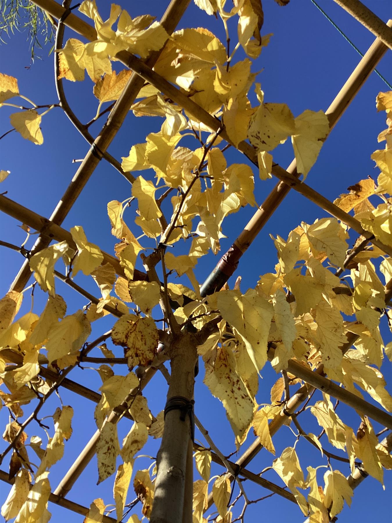 Morus alba | White Mulberry - 270-280cm, 45lt