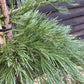 Sequoiadendron giganteum | Giant redwood - Height 175cm - Width 150-175cm - 55lt