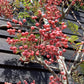 Sorbus vilmorinii | Vilmorin's Rowan 1/2 std, Clear Stem - 200-240cm, 50lt