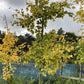 Ginkgo biloba | Maidenhair Tree - 250-300cm, 50lt