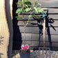 Prunus Avium 'Hedelfinger Riesenkirsche' - 100-120cm, 7lt