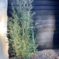 Phyllostachys aureosulcata 'Aureocaulis' | Golden groove bamboo - 170-180cm, 10lt