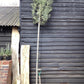 Olive Tree | Olea Europea Standard - 300-340cm, 18lt