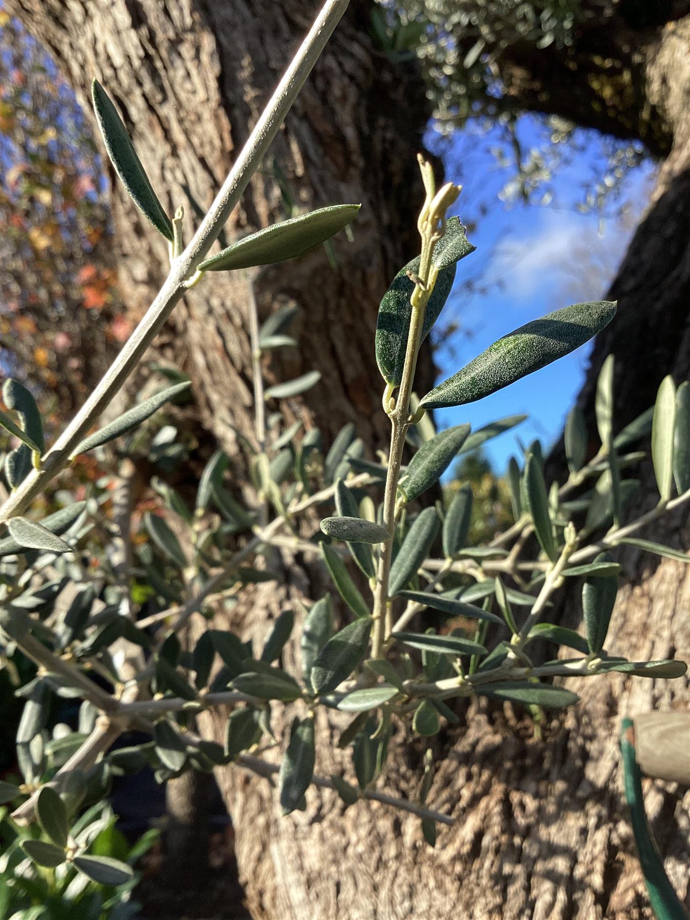 Olive Tree | Olea Europea 1/2 Std 3 Branch - 235-245cm, 500lt