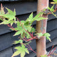 Acer palmatum Sango-kaku | Red Bark Maple - Narrow - 180-200cm, 15lt