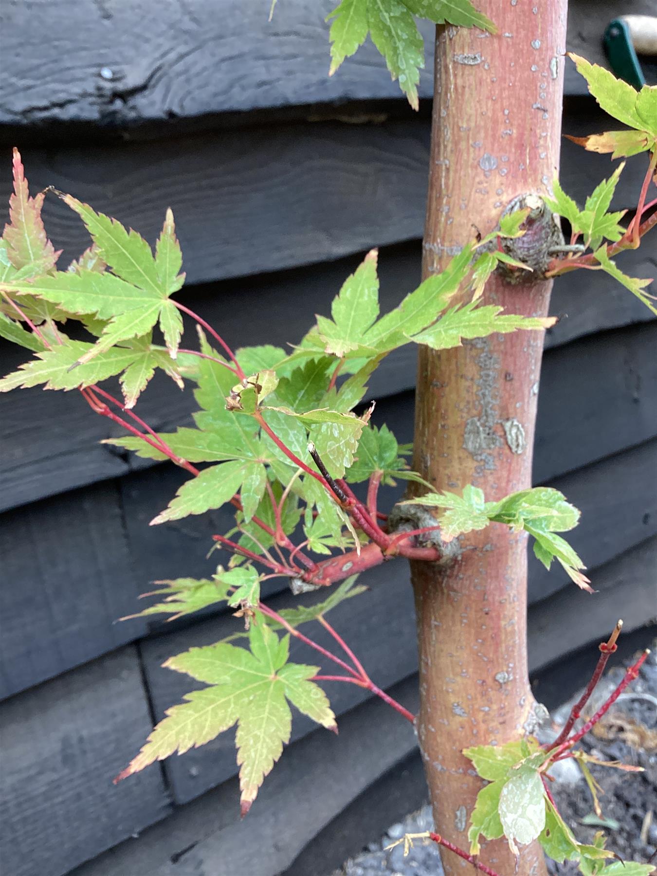 Acer palmatum Sango-kaku | Red Bark Maple - Narrow - 180-200cm, 15lt