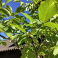 Juglans regia | Common Walnut Tree - 180-200cm, 50lt