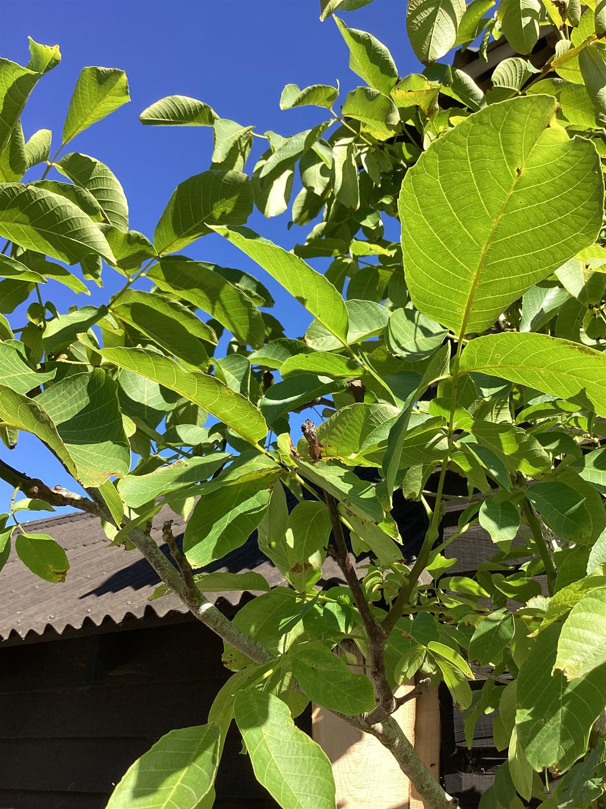 Walknut Tree Juglans regia | Common Walnut Tree - 180-200cm, 50lt – Arundel Arboretum