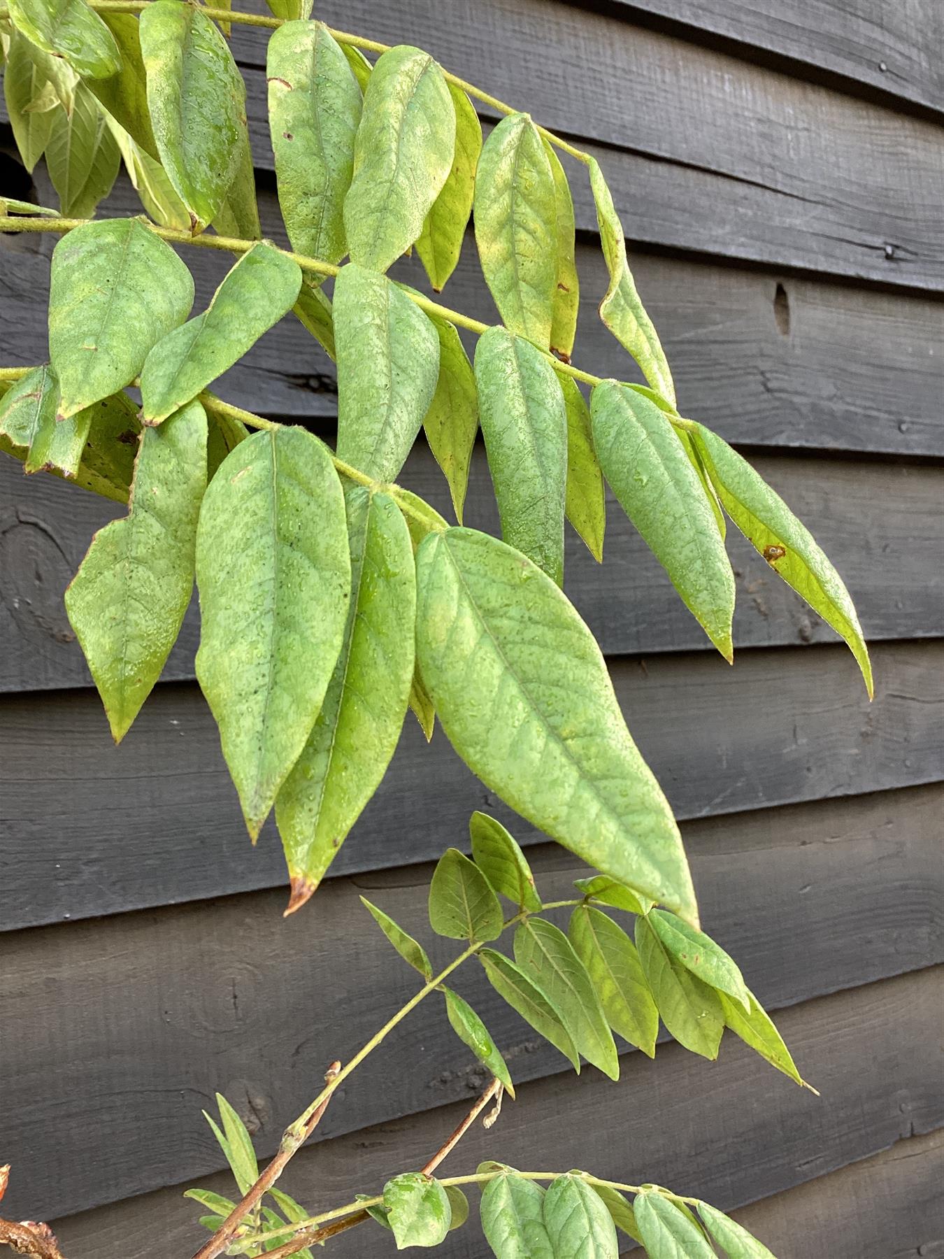 Wisteria sinensis | Chinese wisteria - Cane - 50-100cm, 3lt