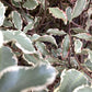 Pittosporum tenuifolium 'Elizabeth' - 12lt