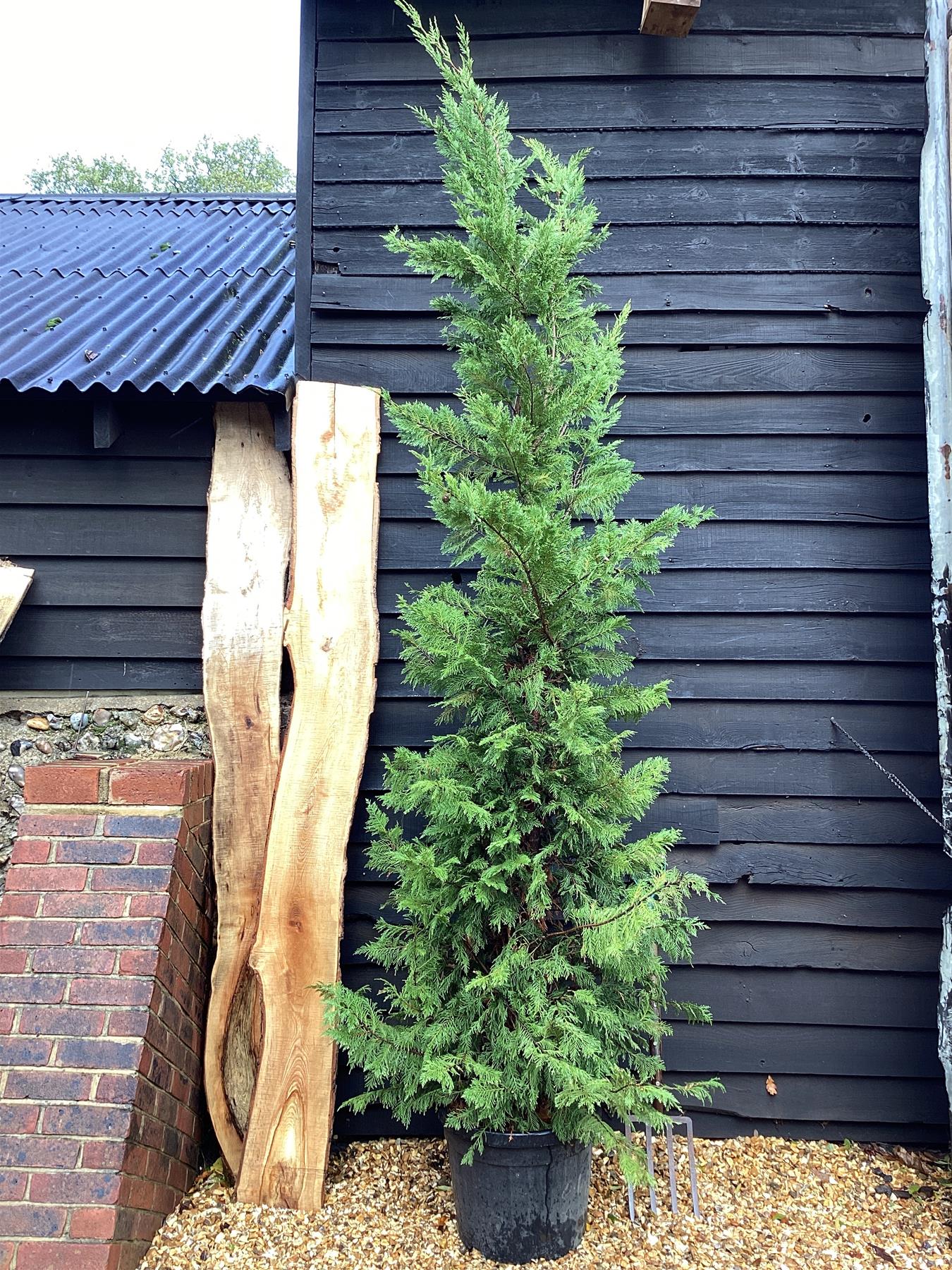 Cuprocyparis leylandii | Leyland Cypress