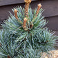 Pinus parviflora 'Negishi' | Japanese white pine 'Negishi' - 45-55cm, 10lt