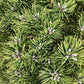 Pinus mugo Klostergrun | dwarf mountain pine 'Klosterkötter' - Height 80cm - Width 50-60cm - 35lt