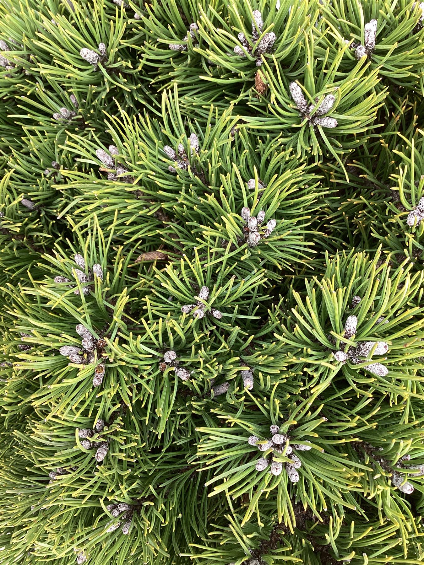 Pinus mugo Klostergrun | dwarf mountain pine 'Klosterkötter' - Height 80cm - Width 50-60cm - 35lt