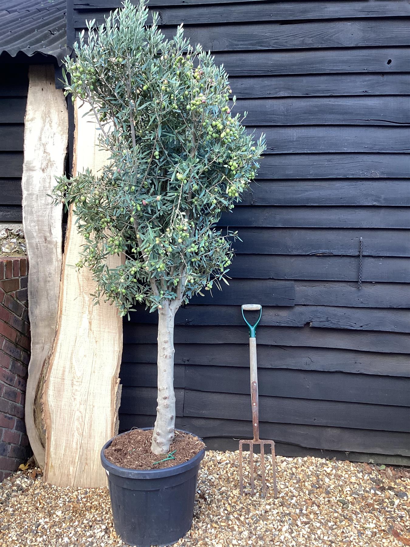 Olive Tree | Olea Europea 1/2 Std - 145-185cm, 55lt