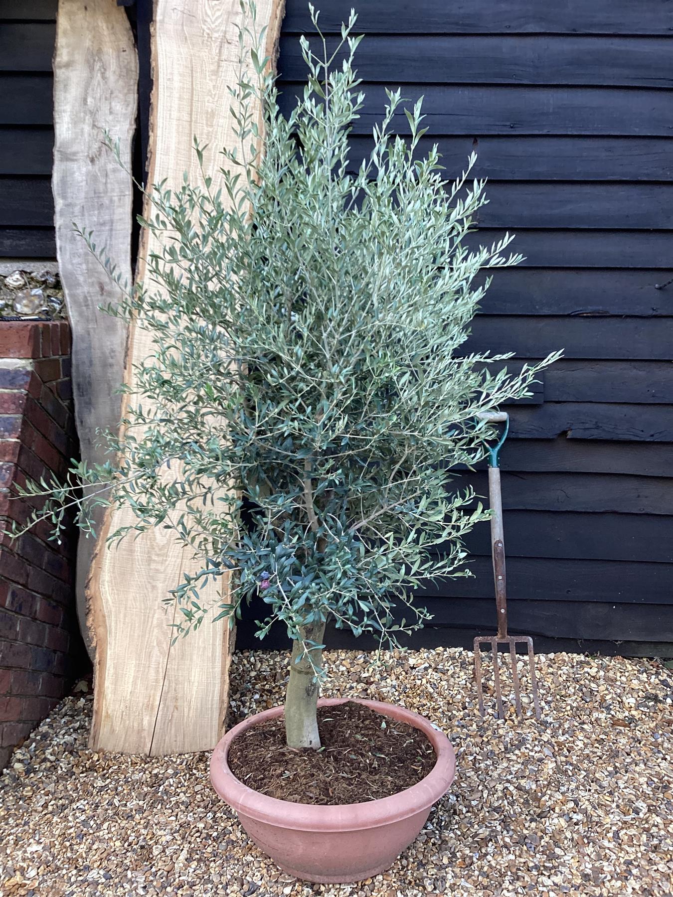 Olive Tree | Olea Europea 1/2 Std - 130-160cm, 60lt