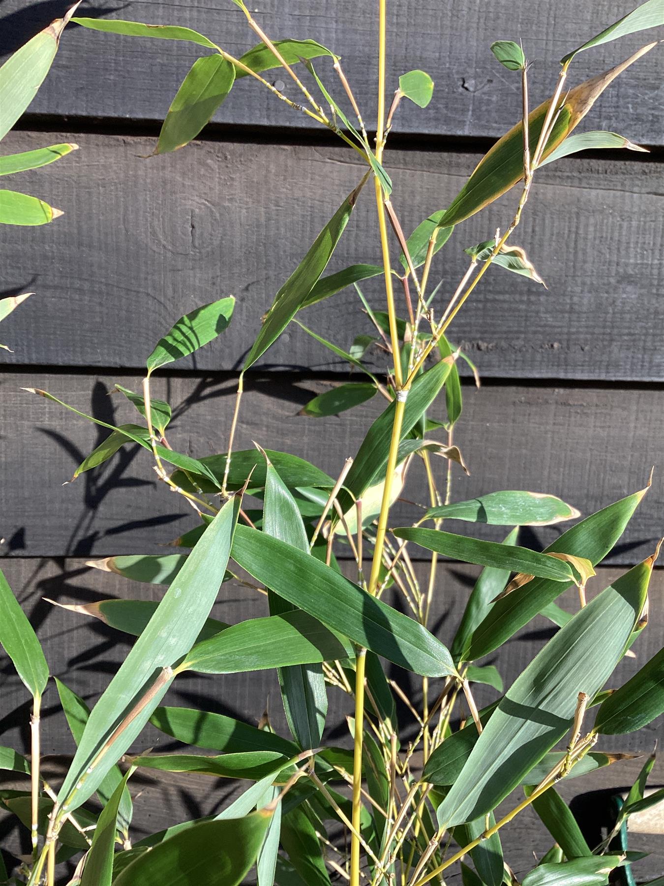 Phyllostachys bissetii | Bisset's Bamboo - 170-180cm, 10lt