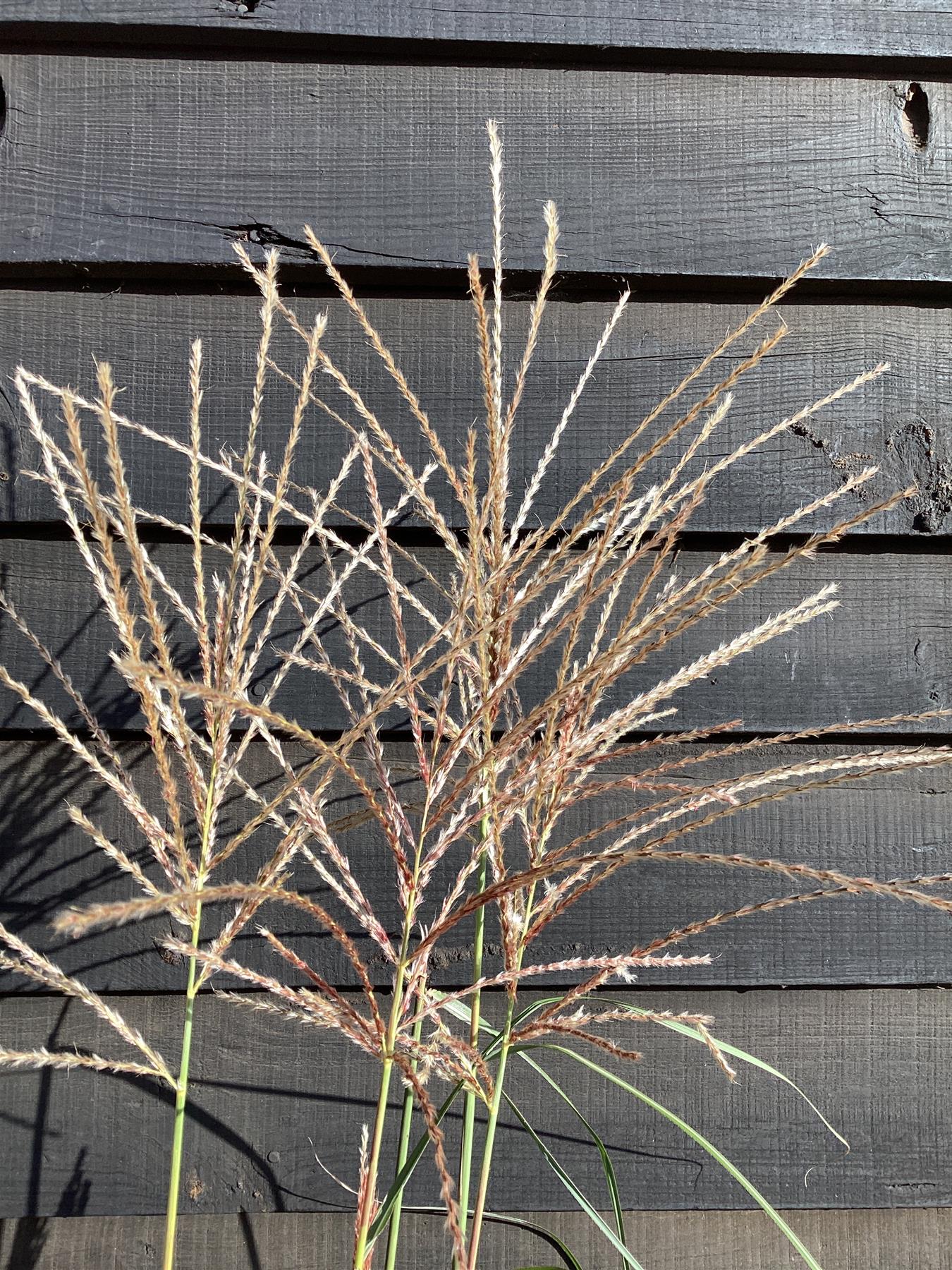 Miscanthus sinensis 'Flamingo' | Eulalia 'Flamingo' - 55-65cm, 10lt
