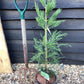 Sequoiadendron giganteum | Giant redwood - Height 80cm - Width 60-80cm - 5lt