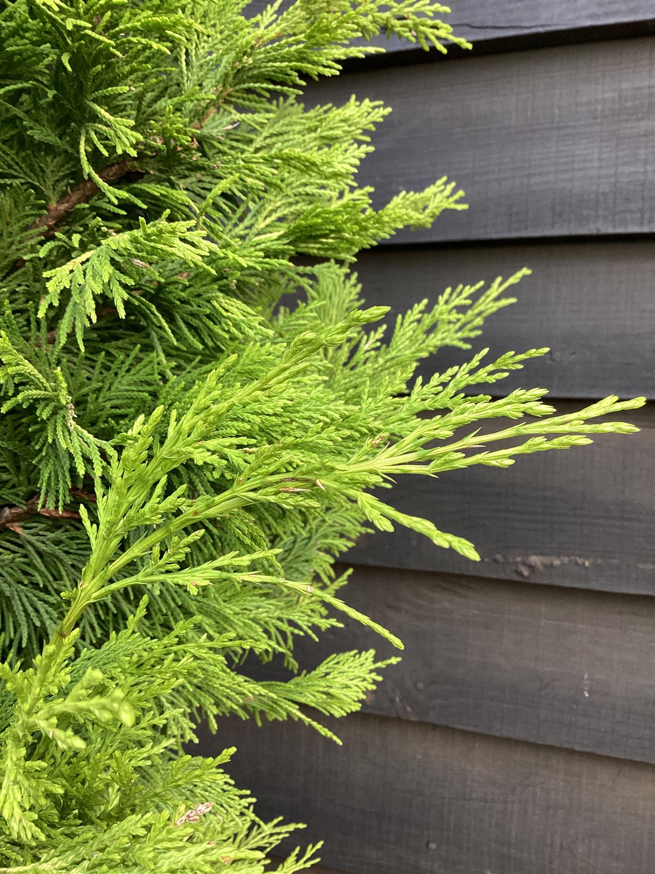 6 x Cuprocyparis leylandii 'Gold Rider' - 250-260cm - 40lt