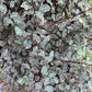 Pittosporum tenuifolium 'Victoria' - 160-180cm - 25lt