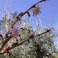 Prunus subhirtella Autumnalis | Winter-Flowering Cherry 'Autumnalis' - 300-320cmcm, 20lt