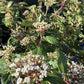 Viburnum tinus | Laurustinus - 100-150cm, 50lt