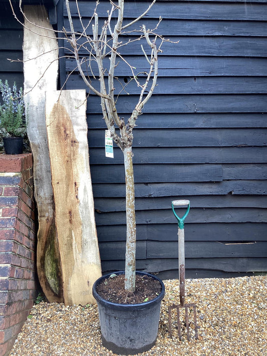 Pear tree 'Beurre Hardy' | Pyrus communis - Girth 18-20cm - 220-240cm - 50lt