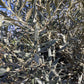 Olive Tree | Olea Europea - Mature Old - Girth 63cm - 225-235cm, 160lt