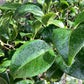 Camellia japonica | Common Camellia - 150-200cm, 110lt
