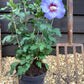 Hibiscus syriacus 'Oiseau Bleu' Rose of Sharon - 50-60cm, 3lt