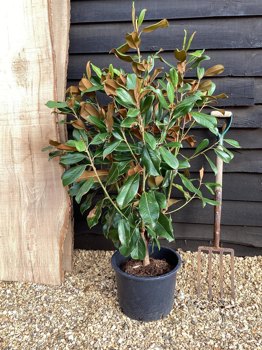 Magnolia grandiflora 'Goliath' | Evergreen Magnolia 'Goliath' - 140-150cm, 20lt