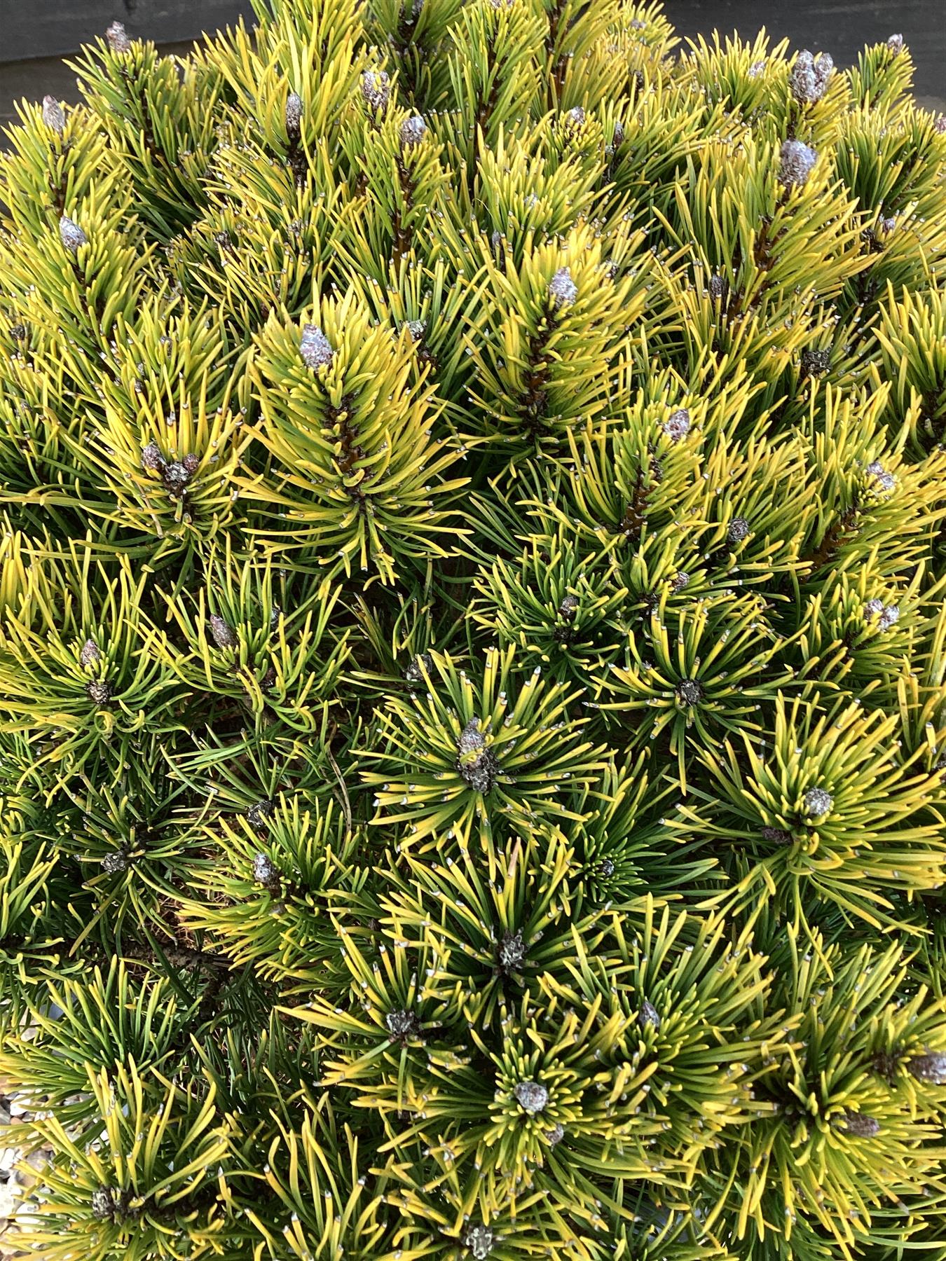 Pinus mugo 'Carsten's Wintergold' - Height 75cm - Width 40-50cm - 25lt