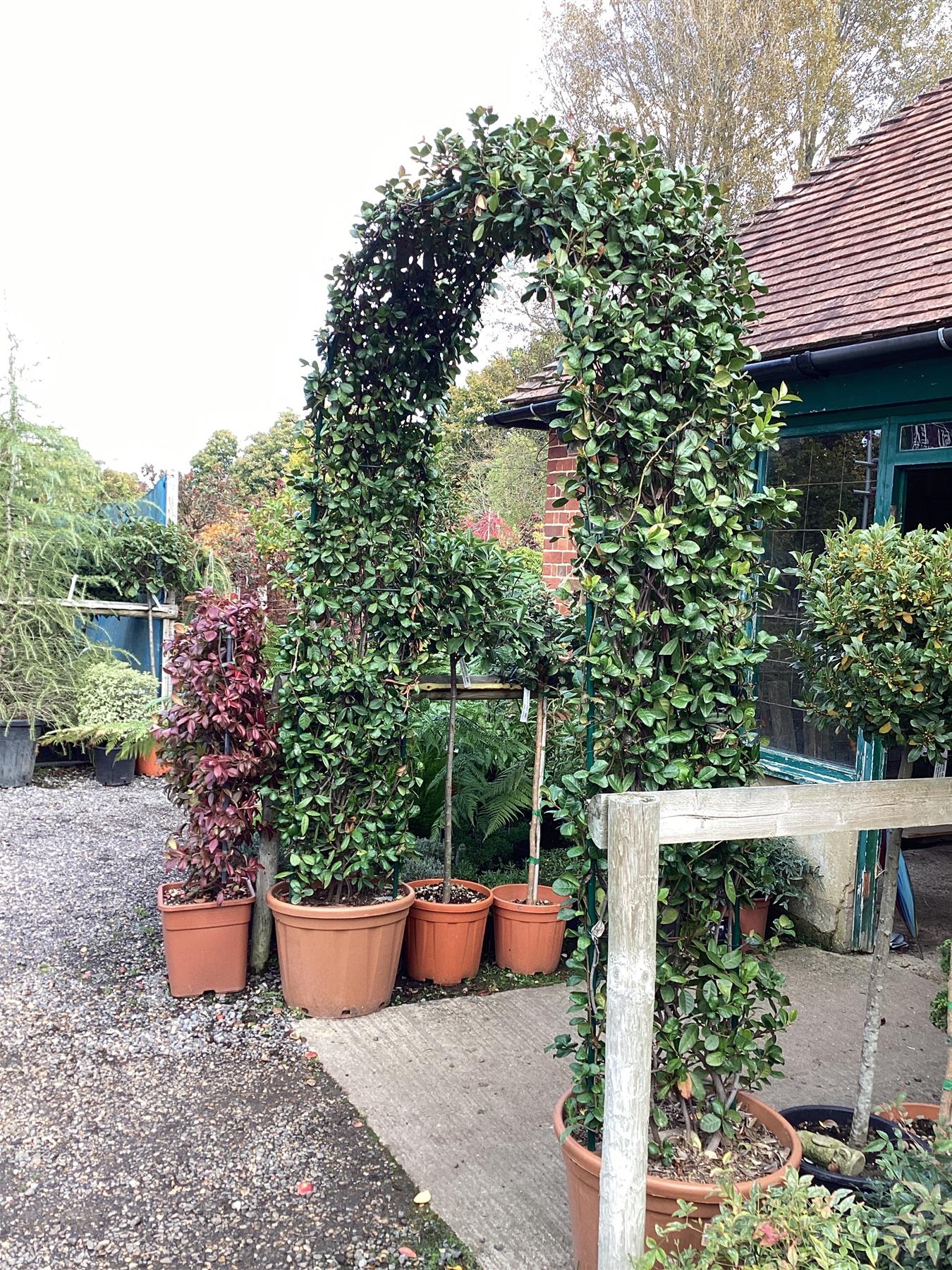 Trachelospermum jasminoides - Arch - 270-280cm, 55lt