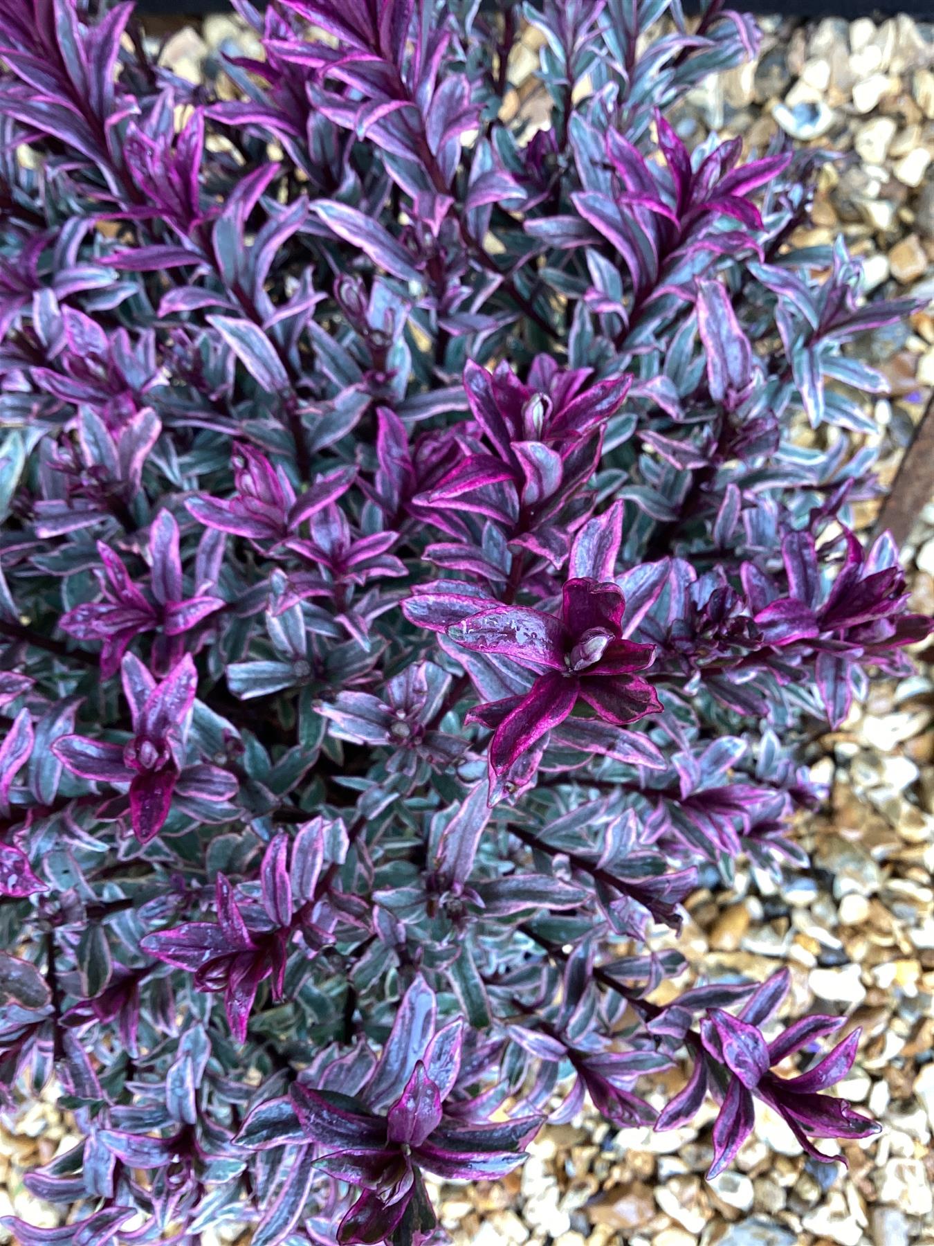 Hebe 'Magic Summer' - 50-60cm, 5lt