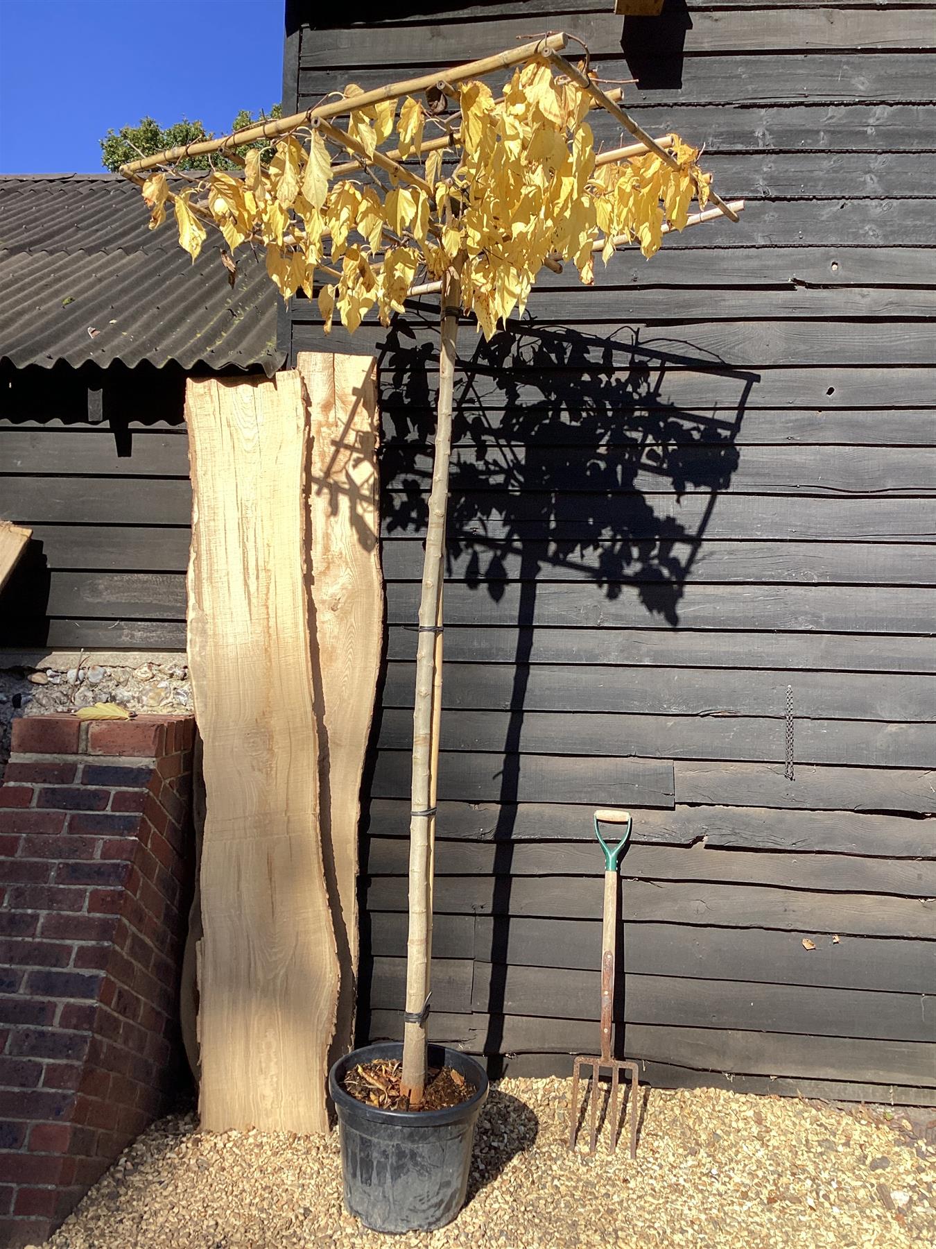 Morus alba | White Mulberry - 270-280cm, 45lt