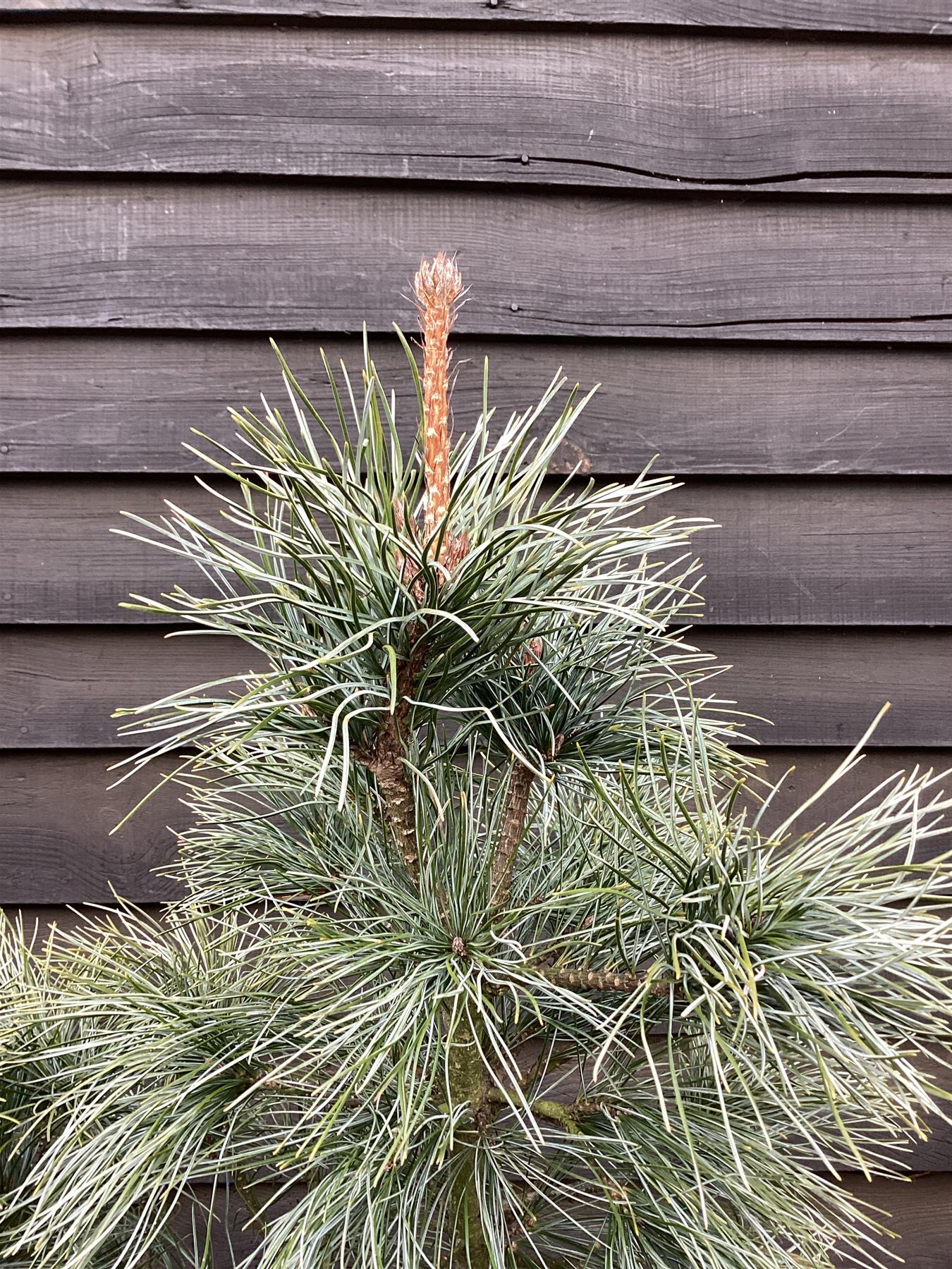 Pinus koraiensis 'Silveray' | Silveray Korean Pine - Height 130cm - Width 100-120cm - 65lt