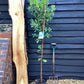 Arbutus unedo | Strawberry Tree - 40-70cm, 10lt
