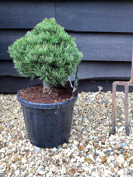 Pinus mugo 'Picobello' - 45-55cm, 10lt