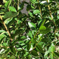 Ligustrum ovalifolium | Golden Privet - 100-120cm, 10lt