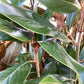 Magnolia grandiflora | Evergreen Magnolia - 300-310cm, 110lt