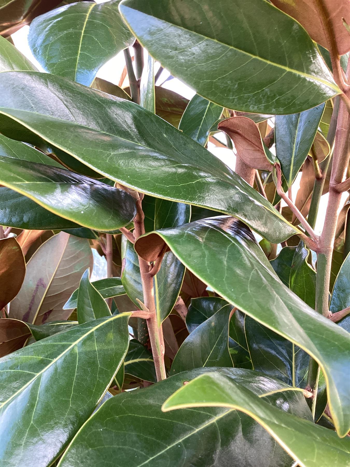 Magnolia grandiflora | Evergreen Magnolia - 300-310cm, 110lt