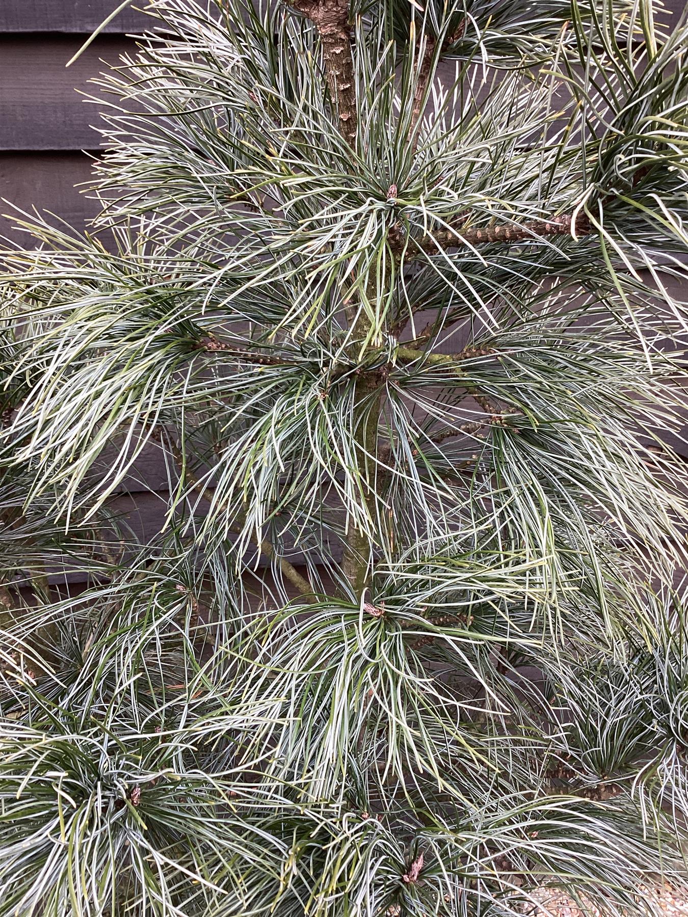 Pinus koraiensis 'Silveray' | Silveray Korean Pine - Height 130cm - Width 100-120cm - 65lt