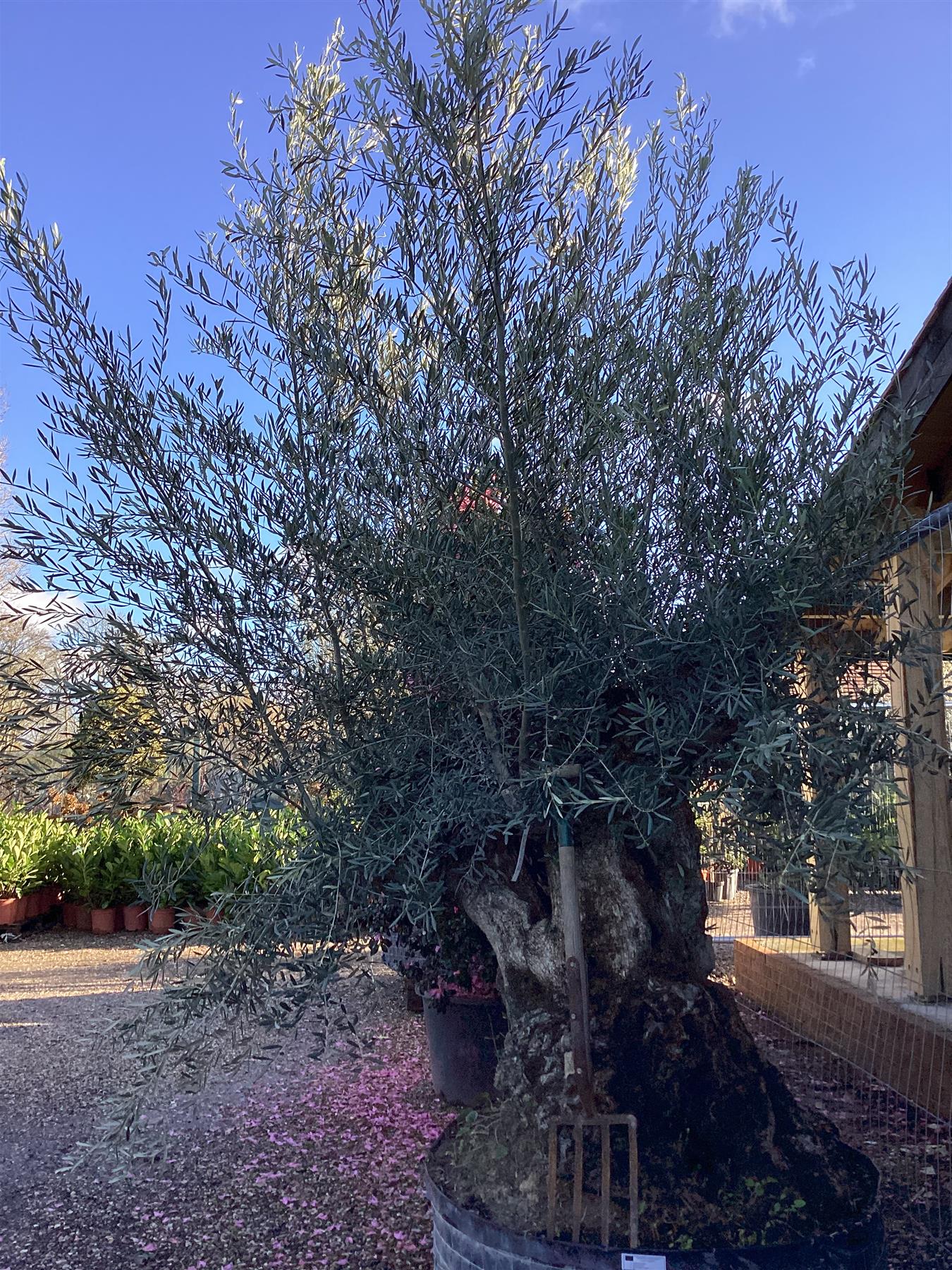 Olive Tree | Olea Europea 1/2 Std - 275-285cm, 500lt