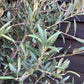 Olive Tree | Olea Europea 1/2 Std - 150-170cm, 70lt