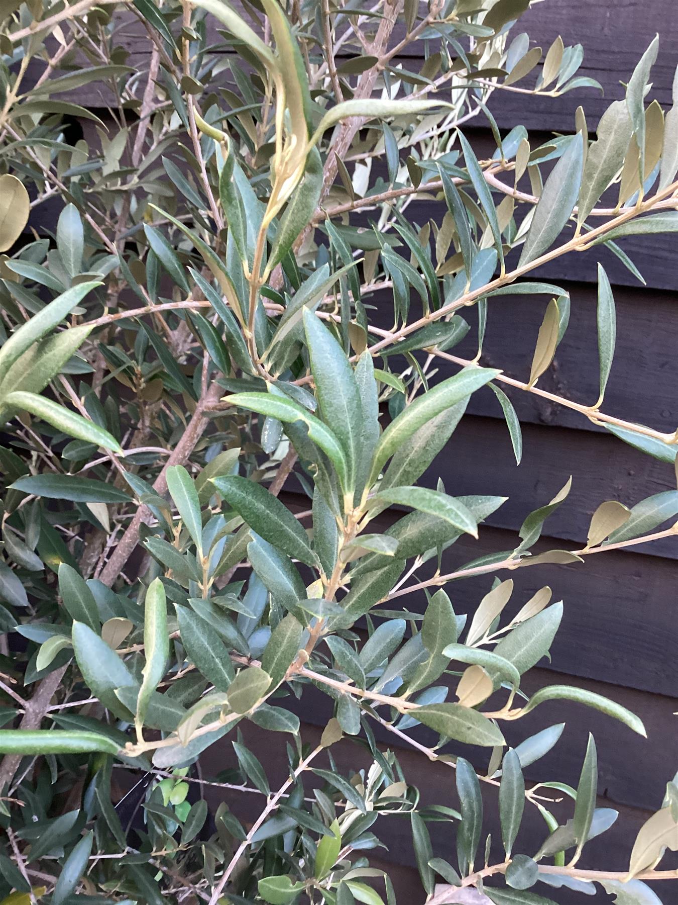 Olive Tree | Olea Europea 1/2 Std - 150-170cm, 70lt